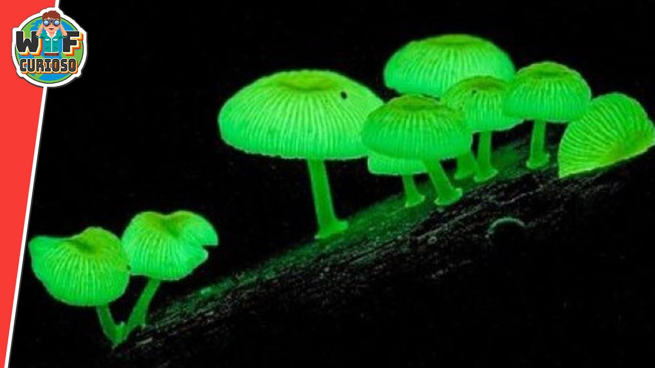 Plantas MAS RARAS y Curiosas que no creeras que existen TOP Naturaleza y Flores
