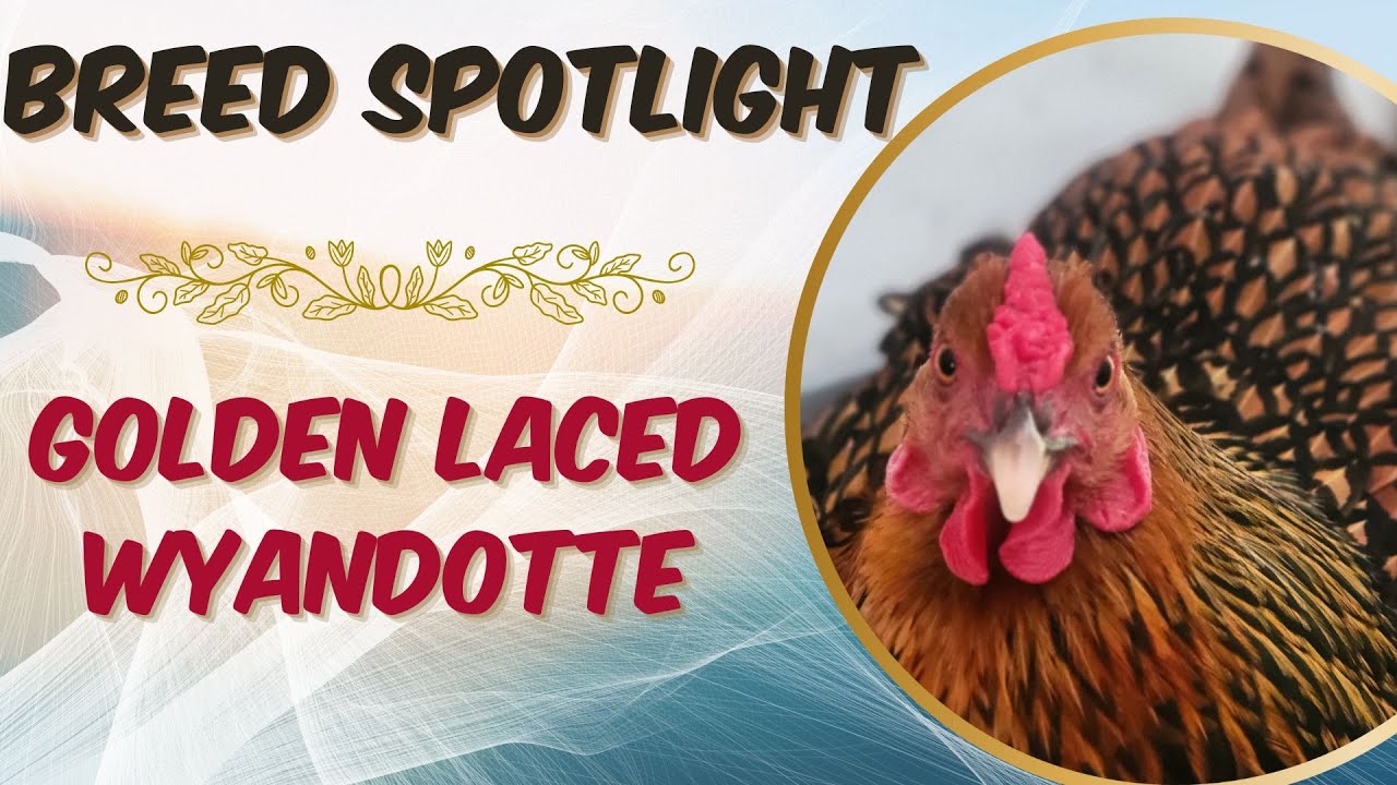 Golden Laced Wyandottes: Beauty, Personality, and Egg-laying Delights