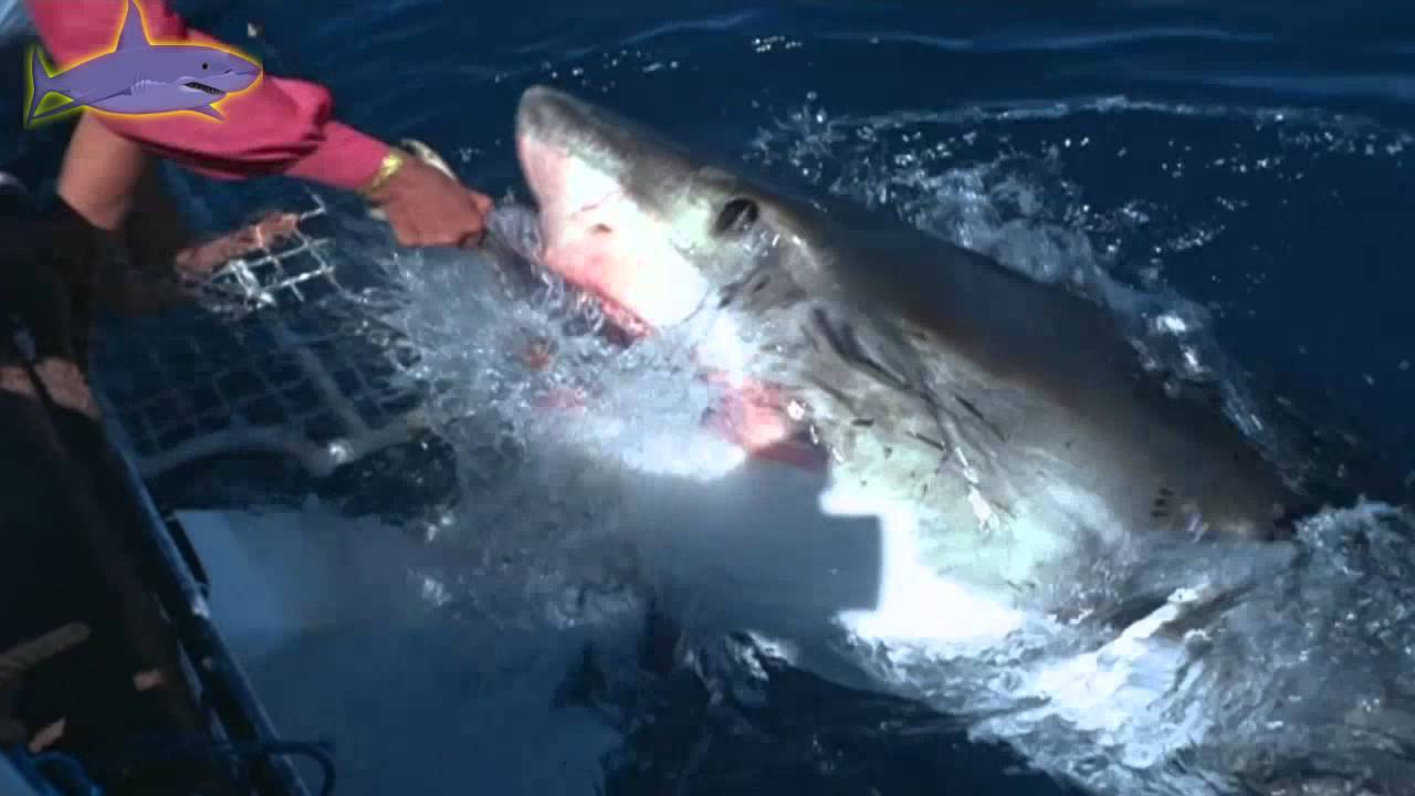 Evidence that great white sharks are peaceful creatures