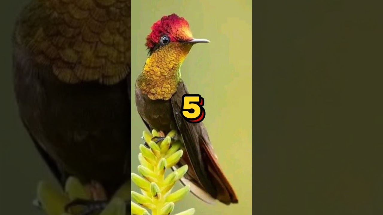 Top 10 Colibríes Más Fascinantes del Mundo | Aves Raras y Hermosas.