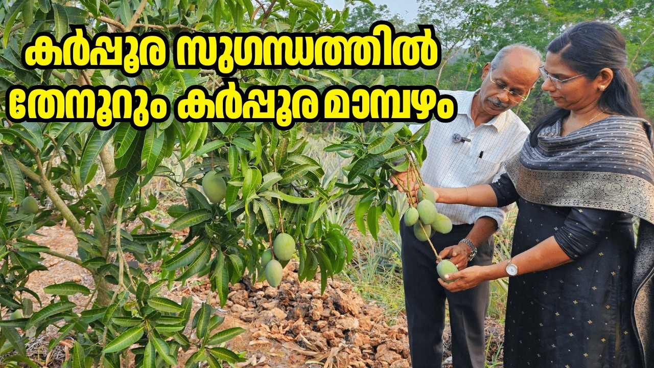 പേര് പോലെ തന്നെ മണം! അറിയാം കർപ്പൂര മാമ്പഴത്തിന്റെ വിശേഷങ്ങൾ | Dr Johny Thomas | Mango Hives