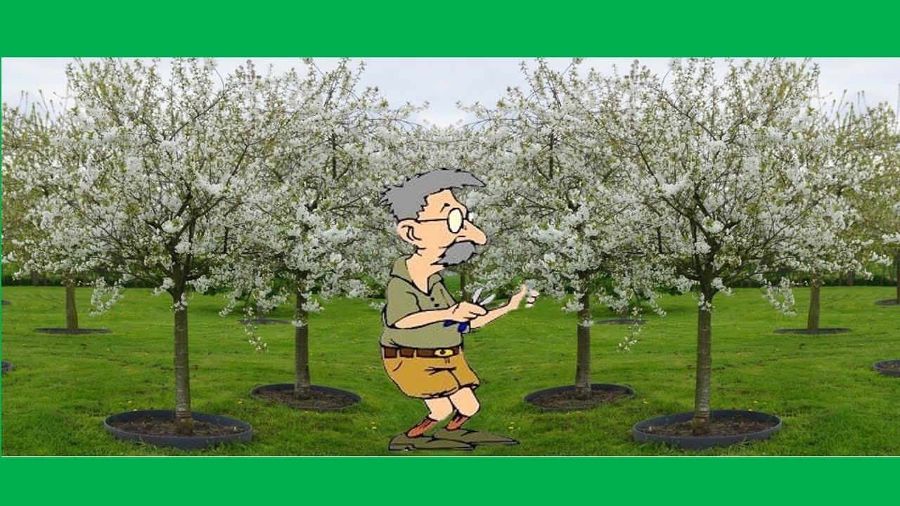 Prune Like a Pro:  Montmorency Cherry