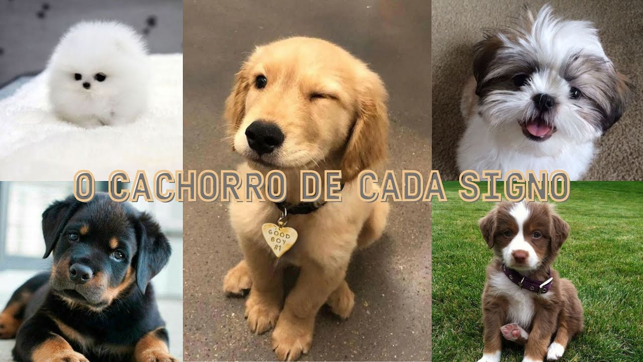 O CACHORRO para cada SIGNO - Área dos signos