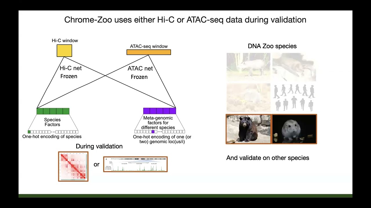Chrome-Zoo: cross-species chromatin profile prediction... - Anupama Jha - MLCSB - ISMB/ECCB 2023