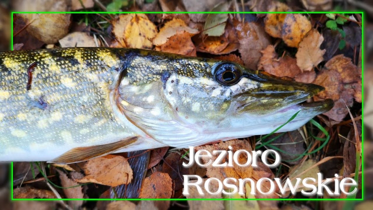 Czasem WODA, czasem BRZEG 🏞 Spinning - Pzw Koszalin