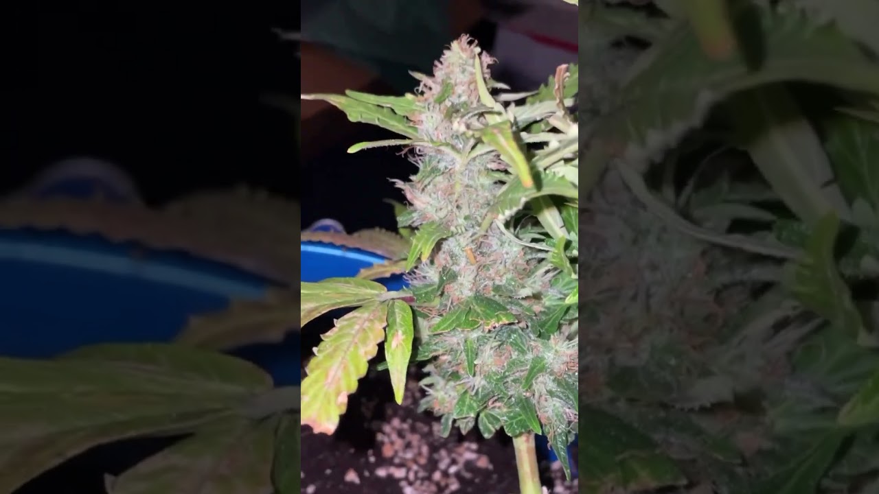 Cookies Gelato Royal Queen Seeds