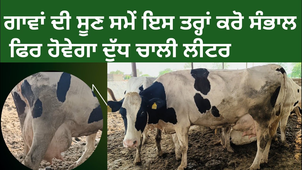 ਗਾਵਾਂ ਦੀ ਸੂਣ ਸਮੇਂ ਇਸ ਤਰ੍ਹਾਂ ਕਰੋ ਸੰਭਾਲ ਫਿਰ ਹੋਵੇਗਾ ਦੁੱਧ ਚਾਲੀ ਲੀਟਰ । How to care of cow calving cow ।
