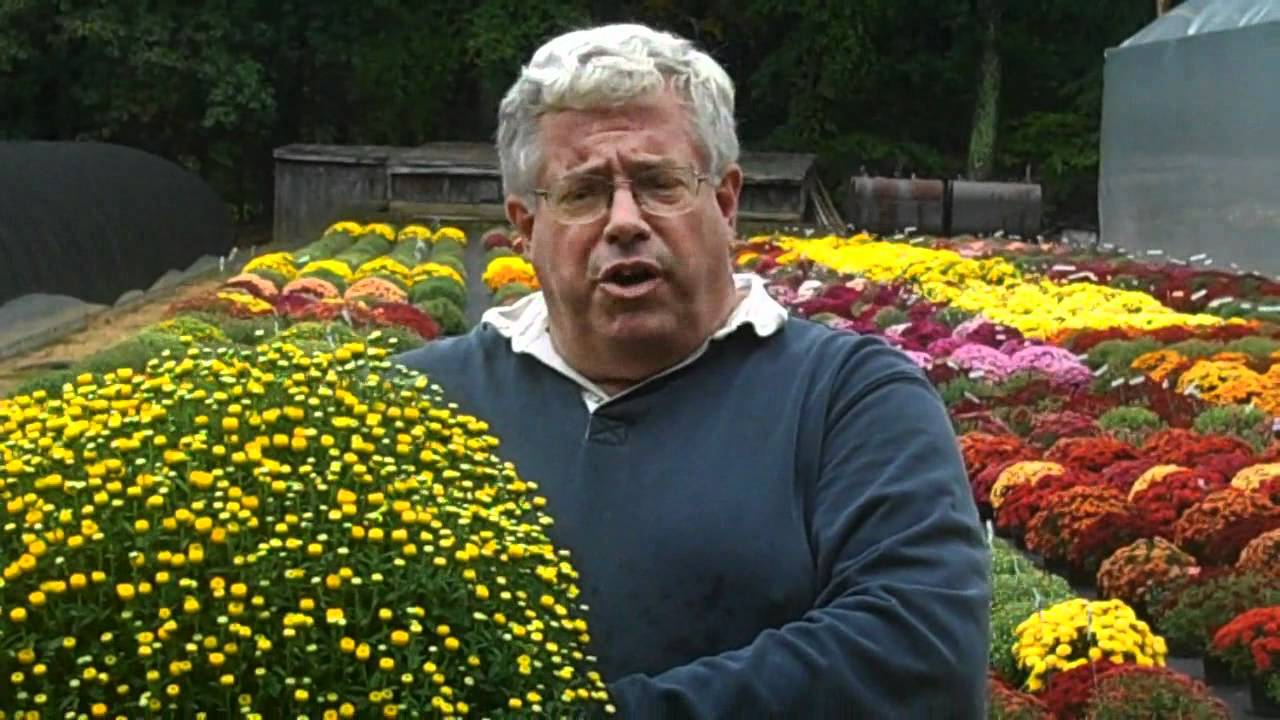 Large Pot Mum Production