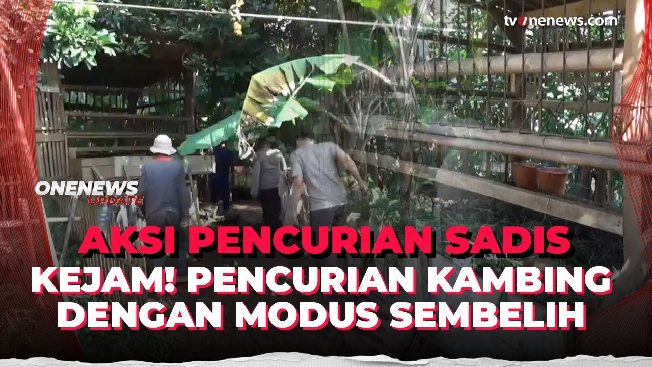 Pencurian Ternak Kembali Terjadi, Kambing Disembelih di Kandang Bekasi | OneNews Update
