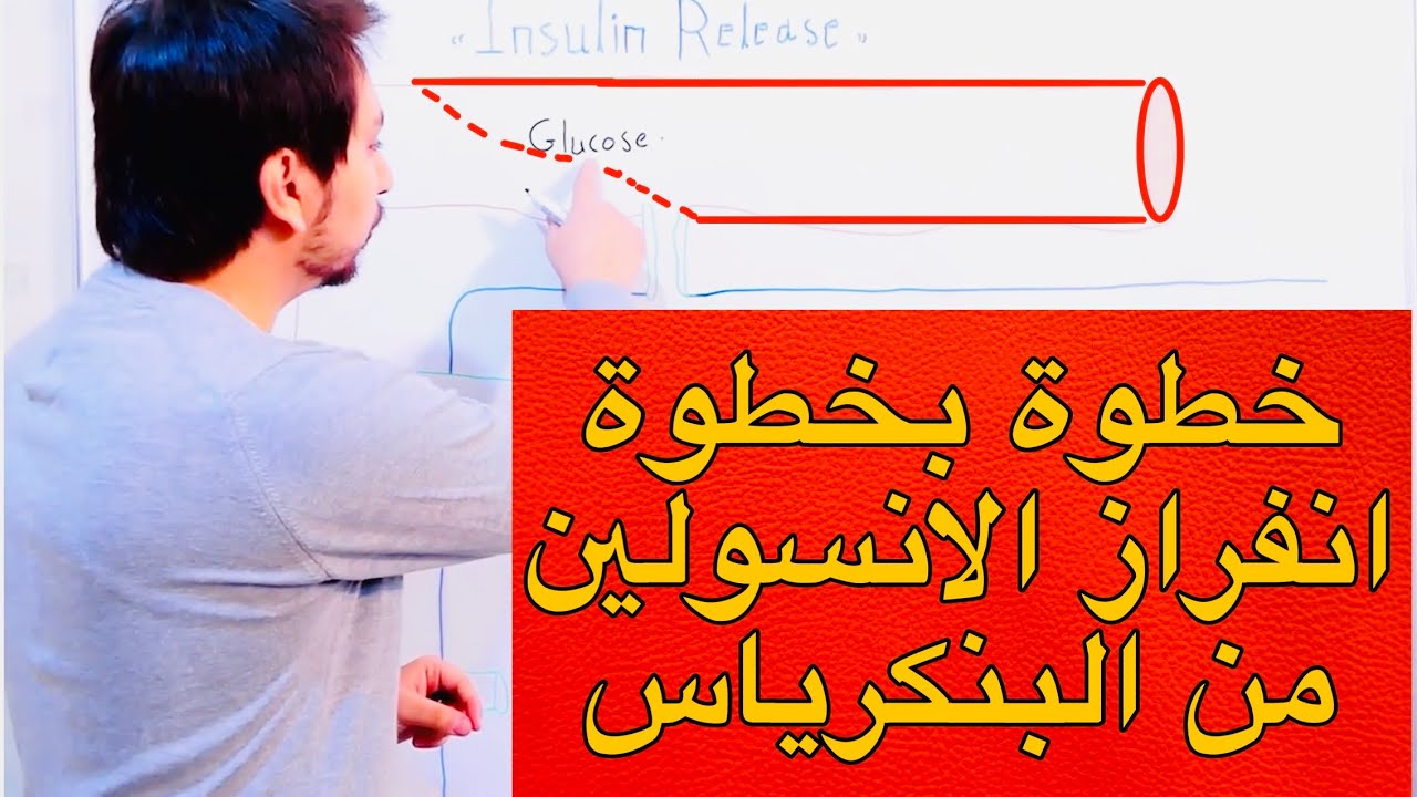 كيف ينفرز الانسلين من البنكرياس Insulin Secretion From Pancreas