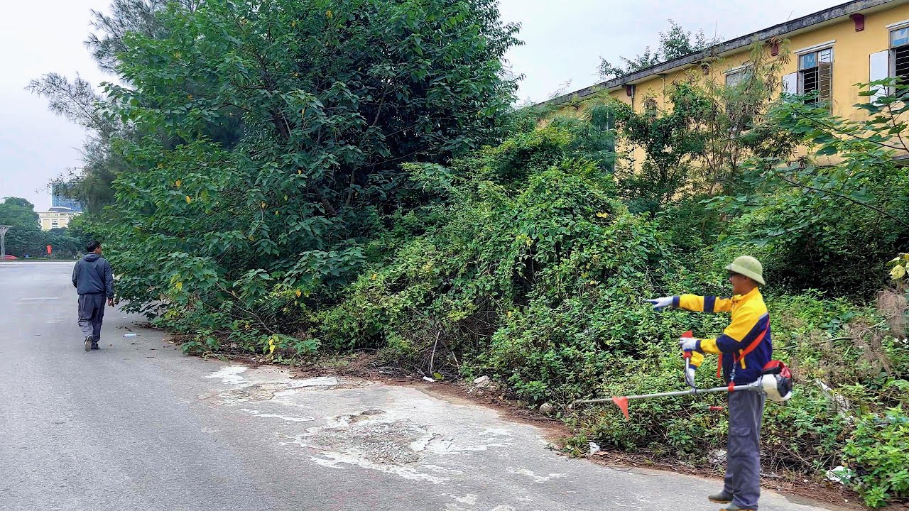 The SCARIEST sidewalk I’ve ever cleaned up, trees covering more than half of the roadway