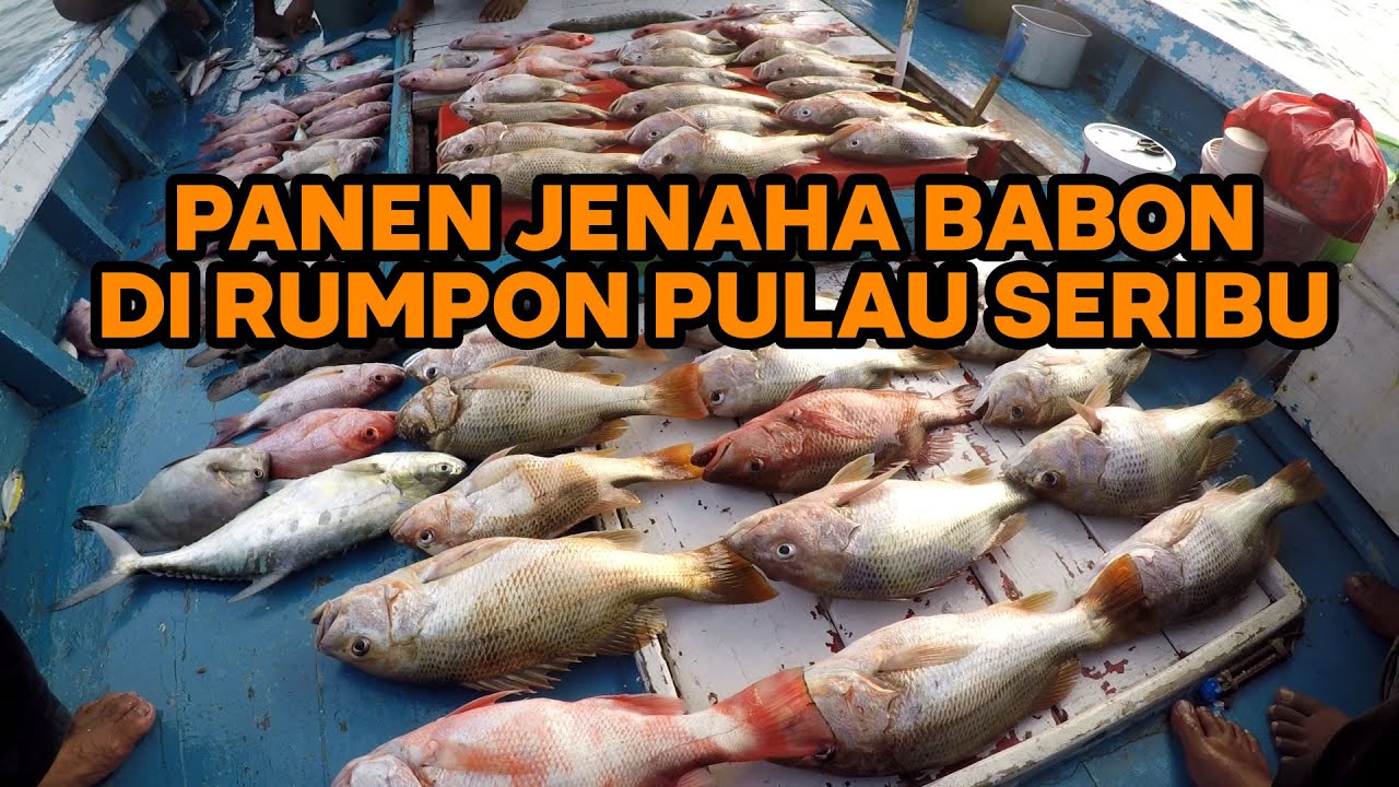 PANEN JENAHA BABON DI RUMPON PULAU PRAMUKA - HIGAM FISHING