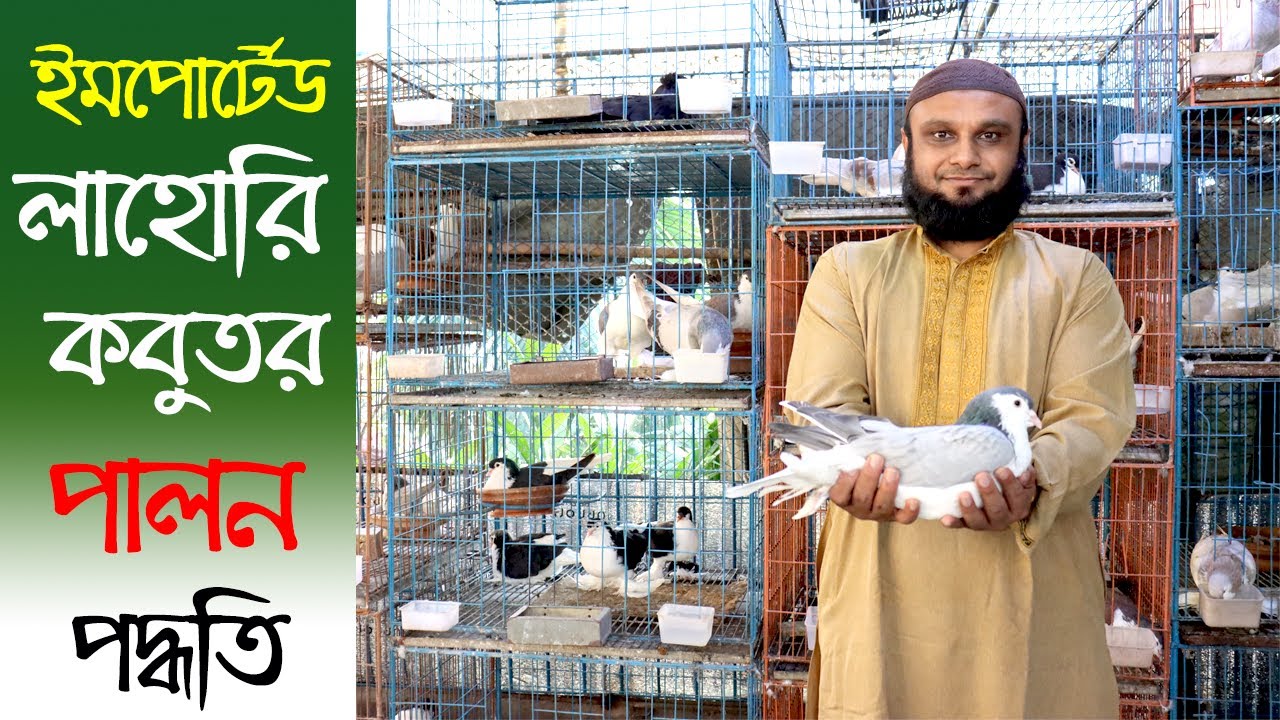 ইমপোর্টেড লাহোরি কবুতর খামার। মাসে আয় ১ লক্ষ টাকা।Fancy Pigeon Farming