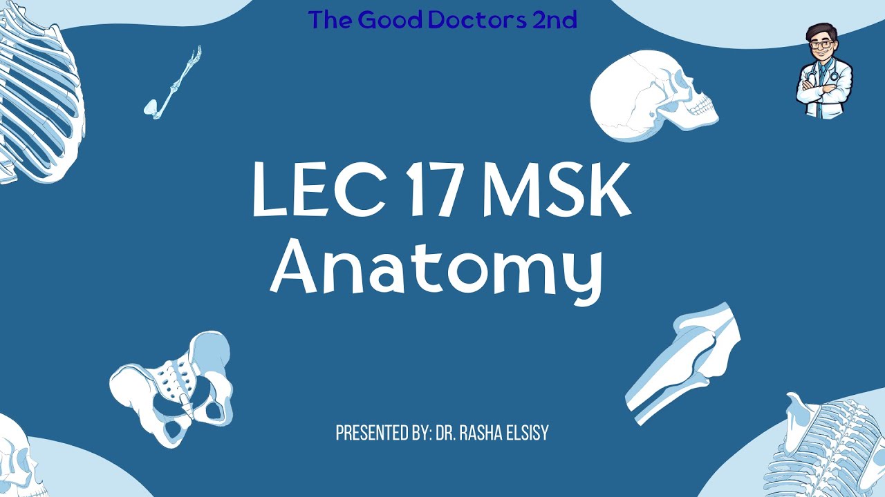 Lec 17 Anatomy MSK
