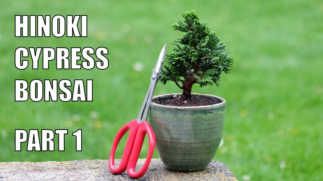 Mame Hinoki Cypress Initial Styling