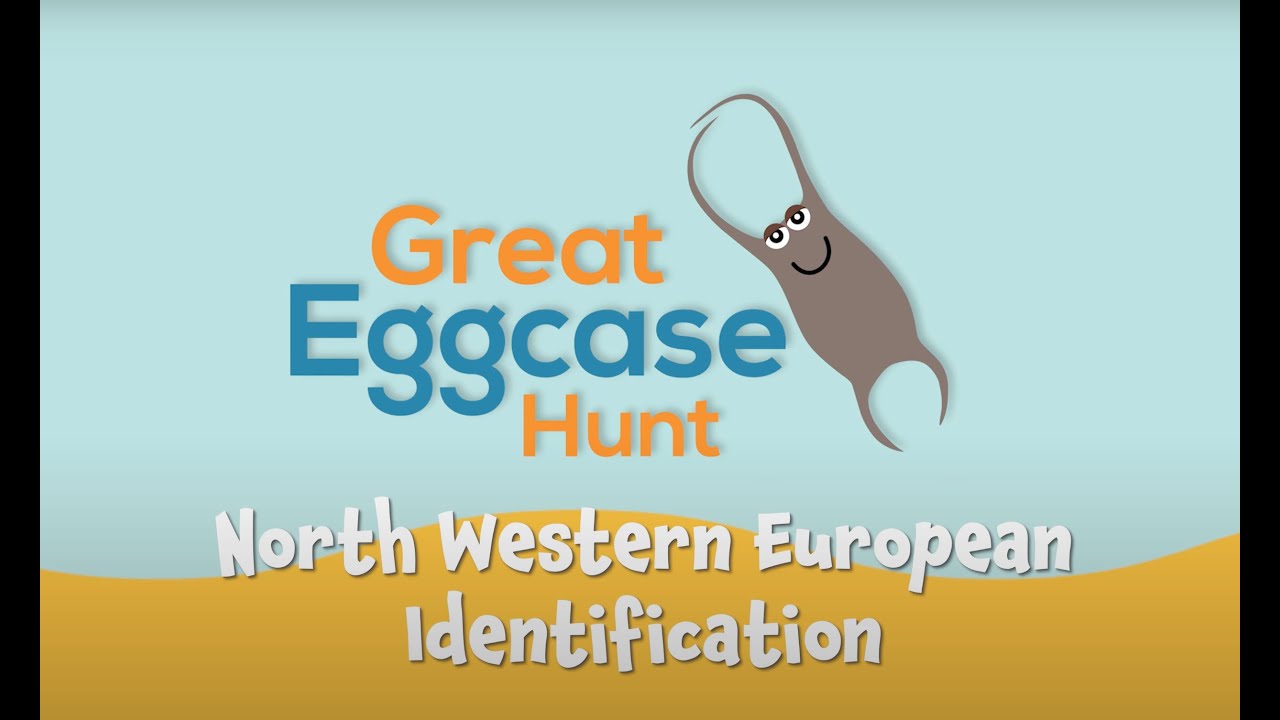 Great Eggcase Hunt - North West Europe ID Guide