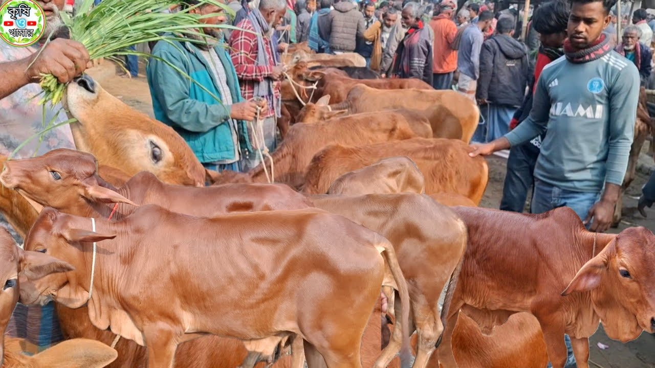আজ ২৭/১/২৬ | প্রচুর চাহিদা সম্পন্ন শাহিওয়াল ষাঁড় বাছুর কেমন দামে কিনছেন | আমবাড়ী হাট 