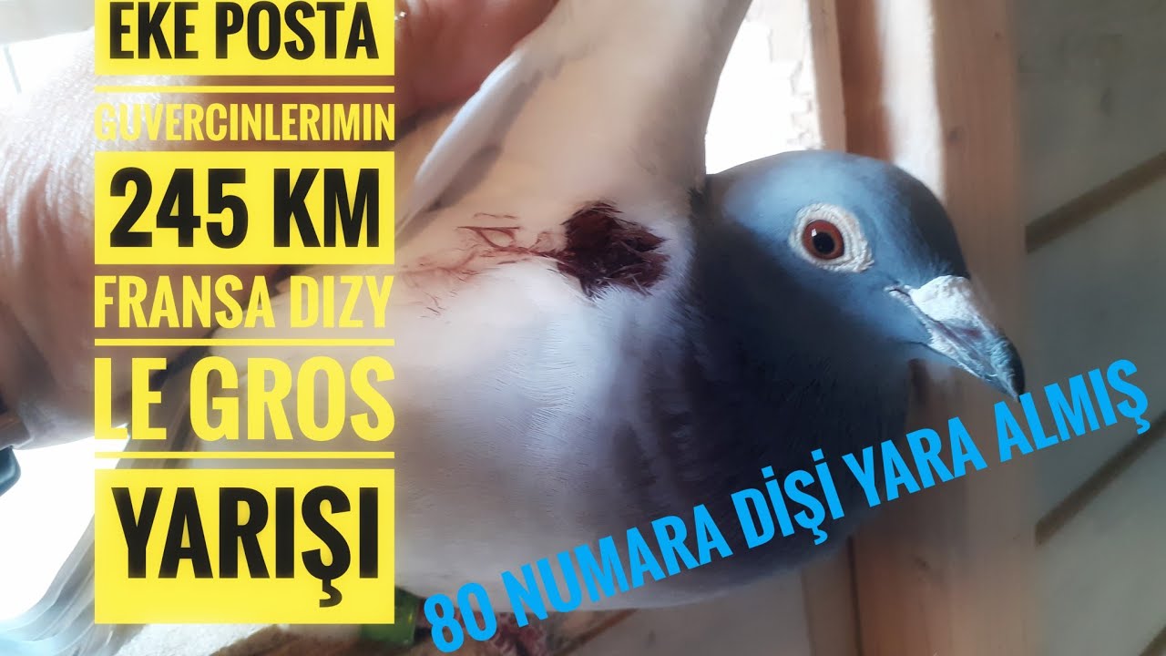 KART POSTA GUVERCINLERIMIN 245 KM FRANSA Dizy le Gros  SALIMI EVE DÖNÜŞLERI 80 NUMARA YARALI GELDI