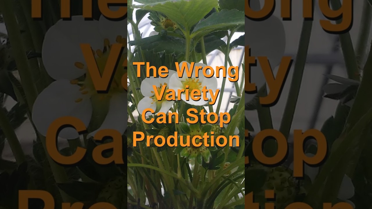 Неправильный сорт может остановить урожай #простоесадоводство #органическоесадоводство