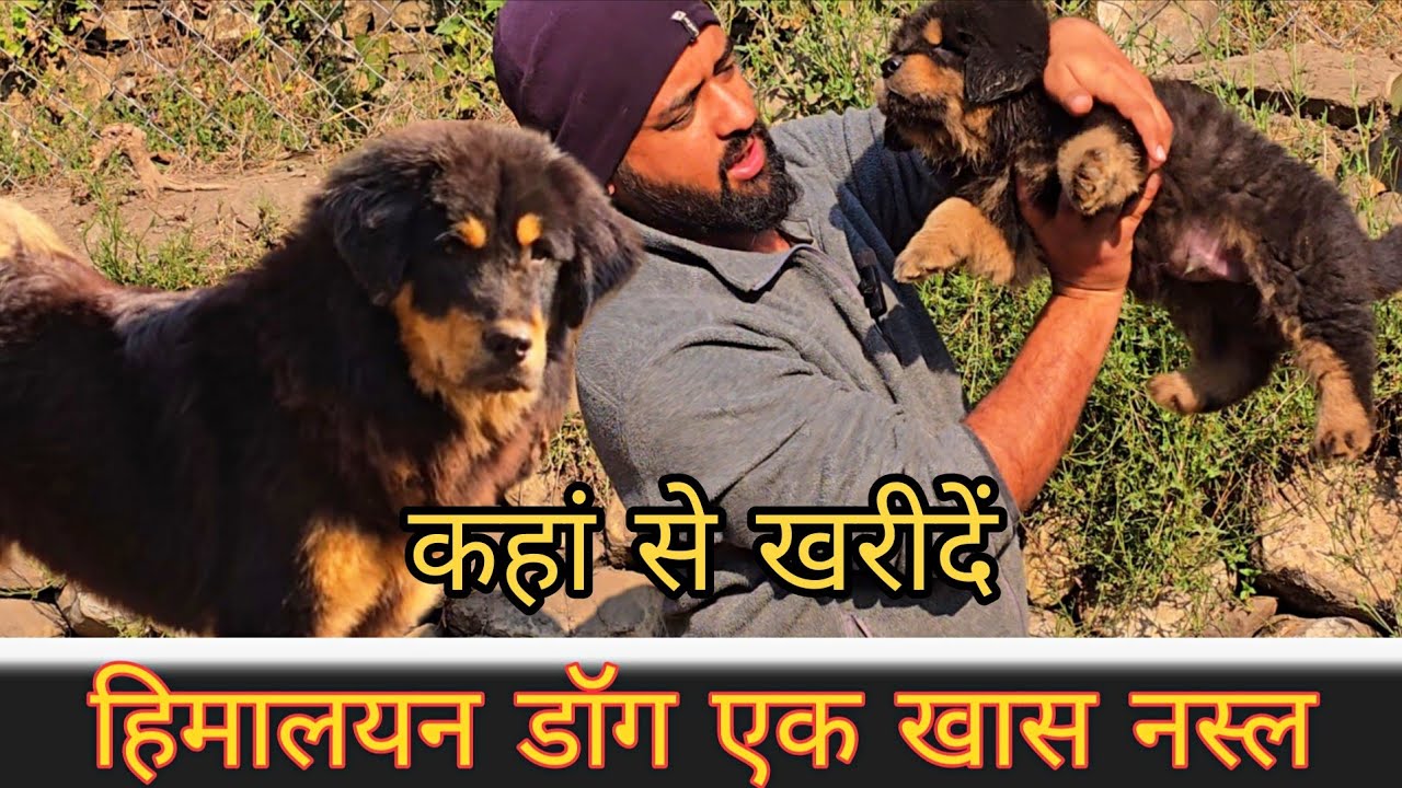 कहां से खरीदें भोटिया डॉग,Pure Bhotiya dog Puppy For sale gaddi dog puppy available Uttarakhand Wale