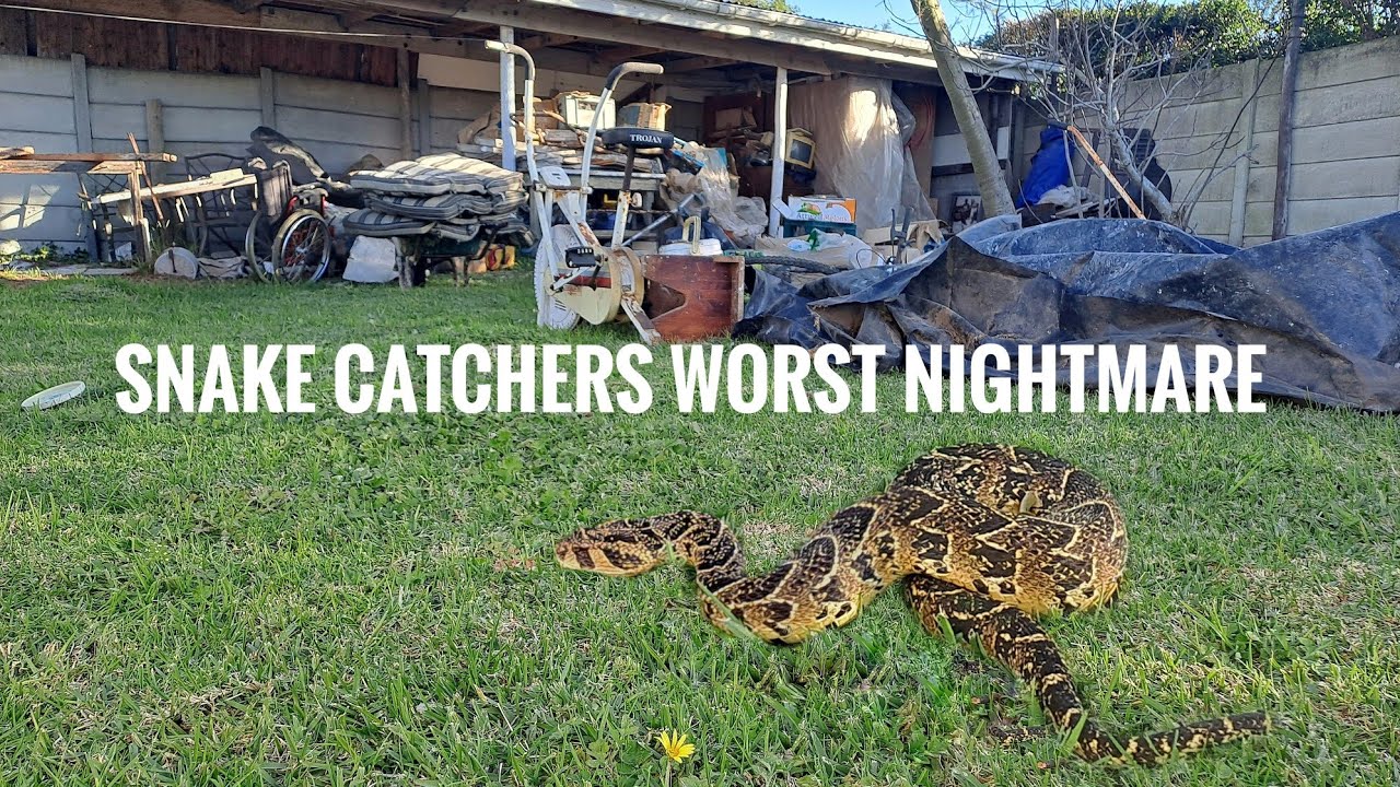Puff Adder disappeared under TONS of stuff...