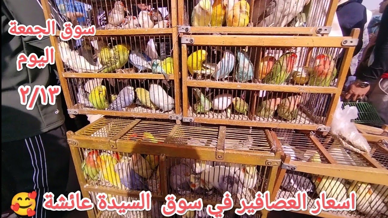اسعار العصافير في سوق الجمعة بالسيدة عائشة واخبار لم العصافير اليوم 🌶️ إرتفاع اسعار بعض العصافير 🦜💣🔥