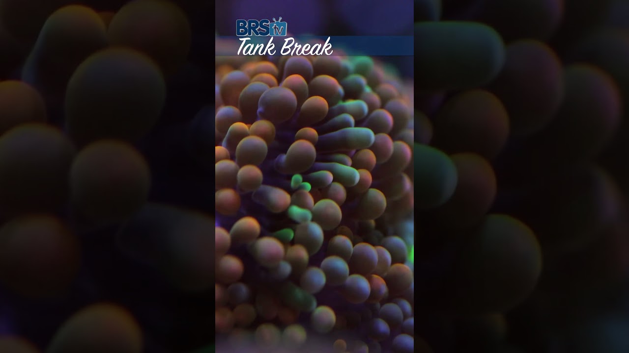 Coral CLOSE