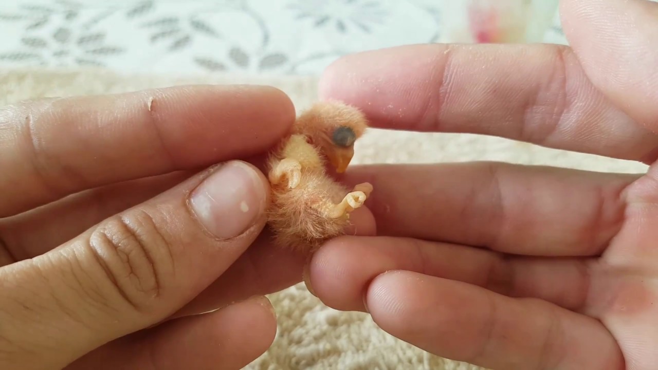 Alimentando bebe Agapornis de 1 dia!! - Pets Na Net