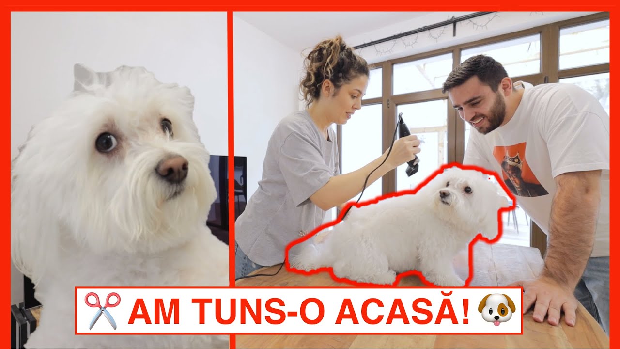 Cum să îți tunzi câinele acasă? Am tuns-o pe Sasha! 😂