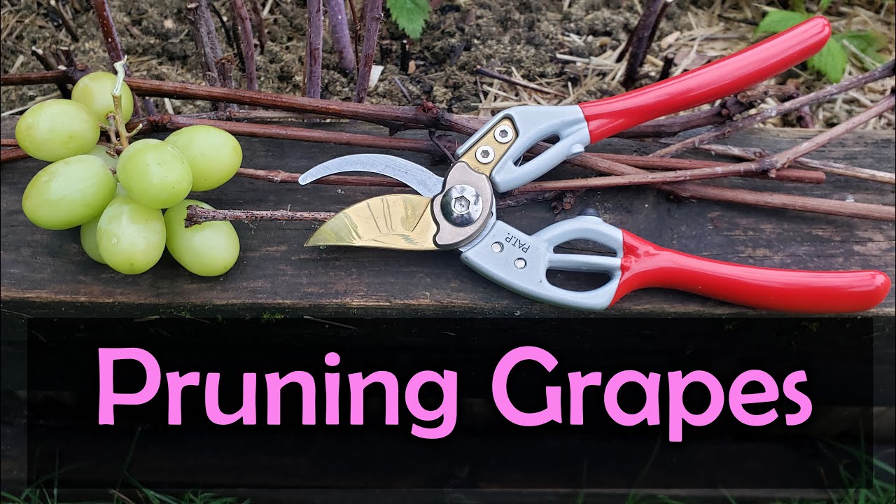 How To Prune Grape Vines - Easy Cane Method