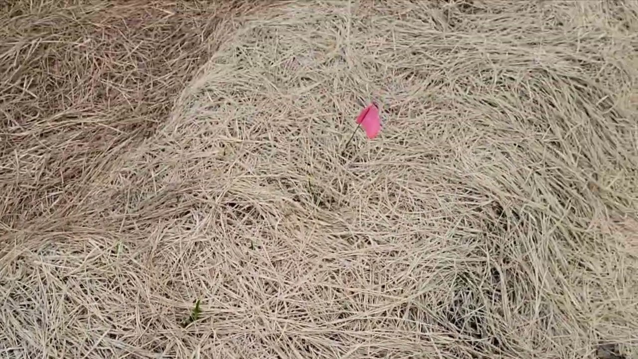 Quick fire damaged garlic update