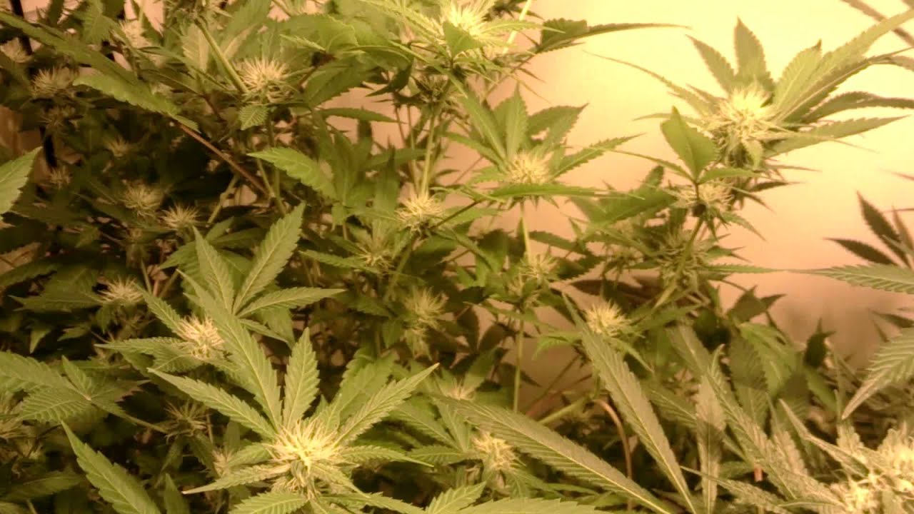 Veks Multi-Strain Garden E2!