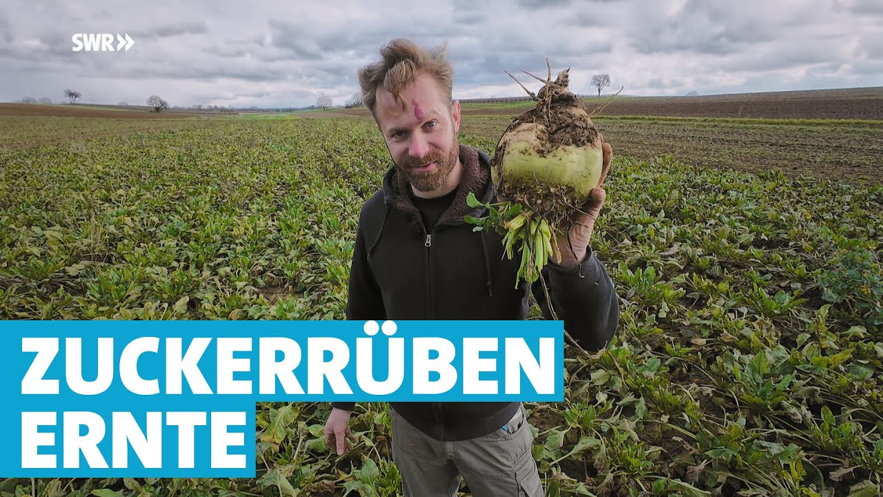 Die Reise der Pfälzer Rübe: Vom Acker bis zum weißen Zucker