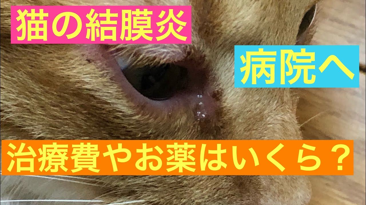 【猫の結膜炎】治療費、お薬、回復までの様子