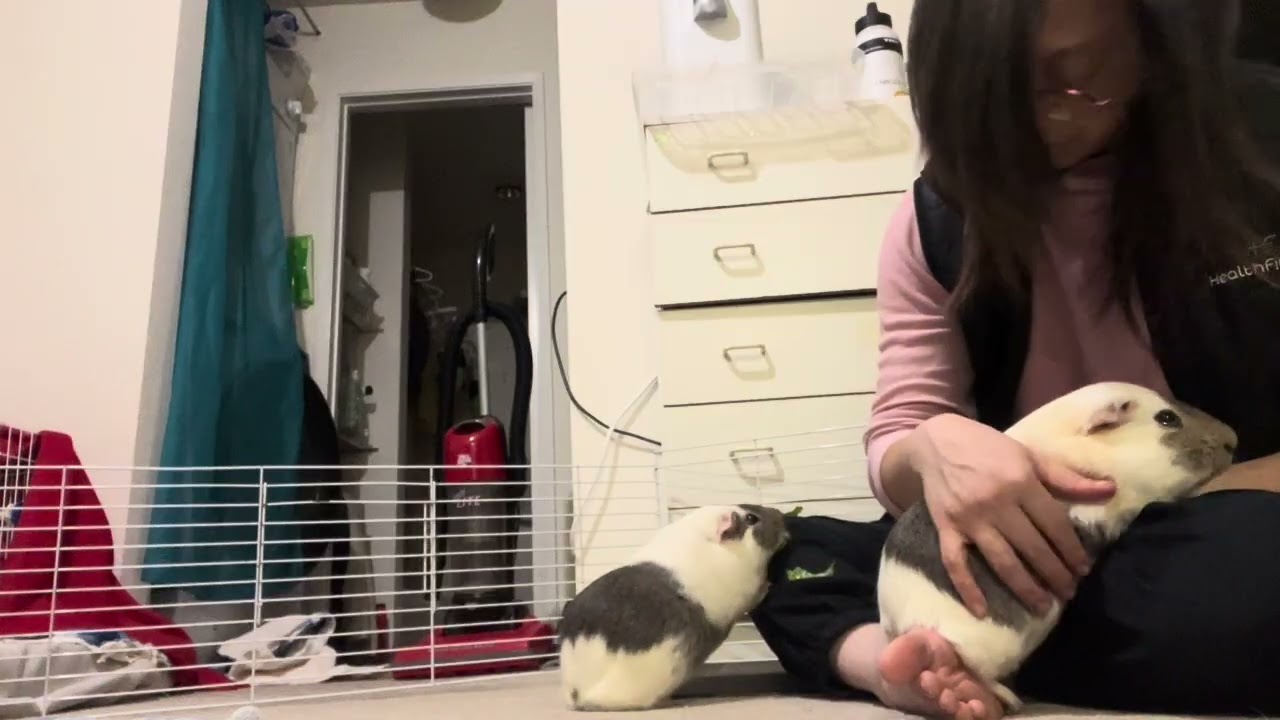 Guinea pigs floor & veggie time