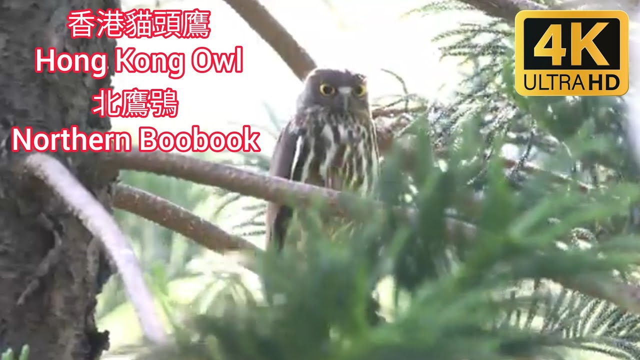 貓頭鷹 Owl 香港稀有過境遷徙雀鳥：北鷹鴞 Rare Transit Migrant Birds in Hong Kong : Northern Boobook アオバズク