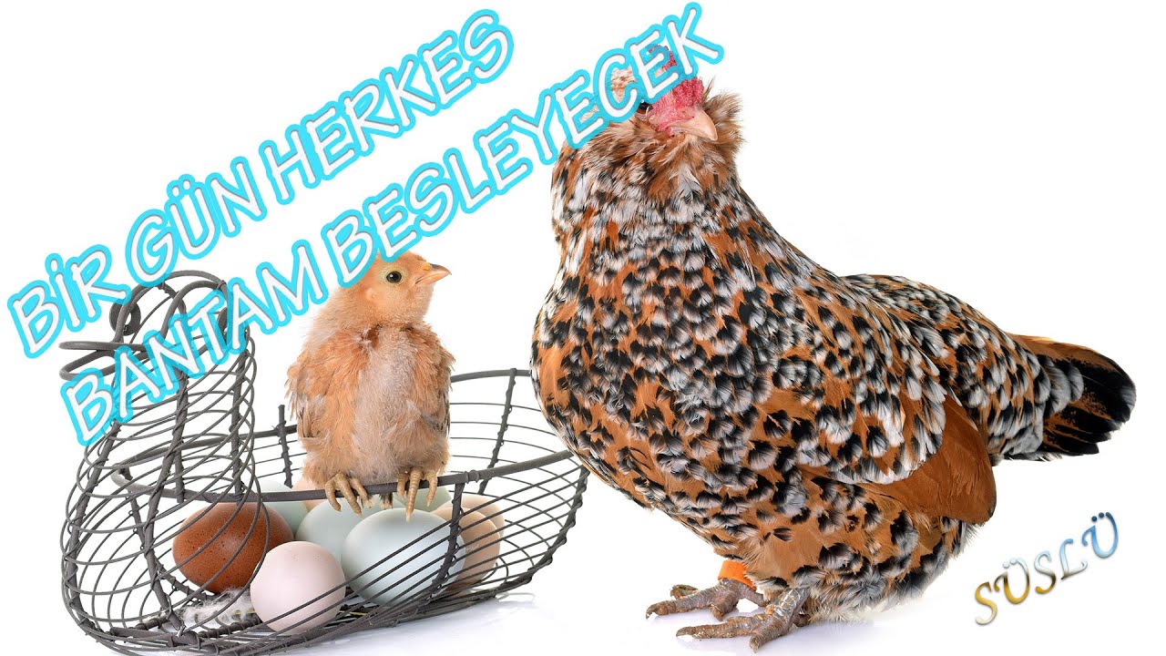 Bir Gün Herkes Bantam Besleyecek! (Bantam Yetiştiricisiyle Konuştuk) - Süslü #bantam
