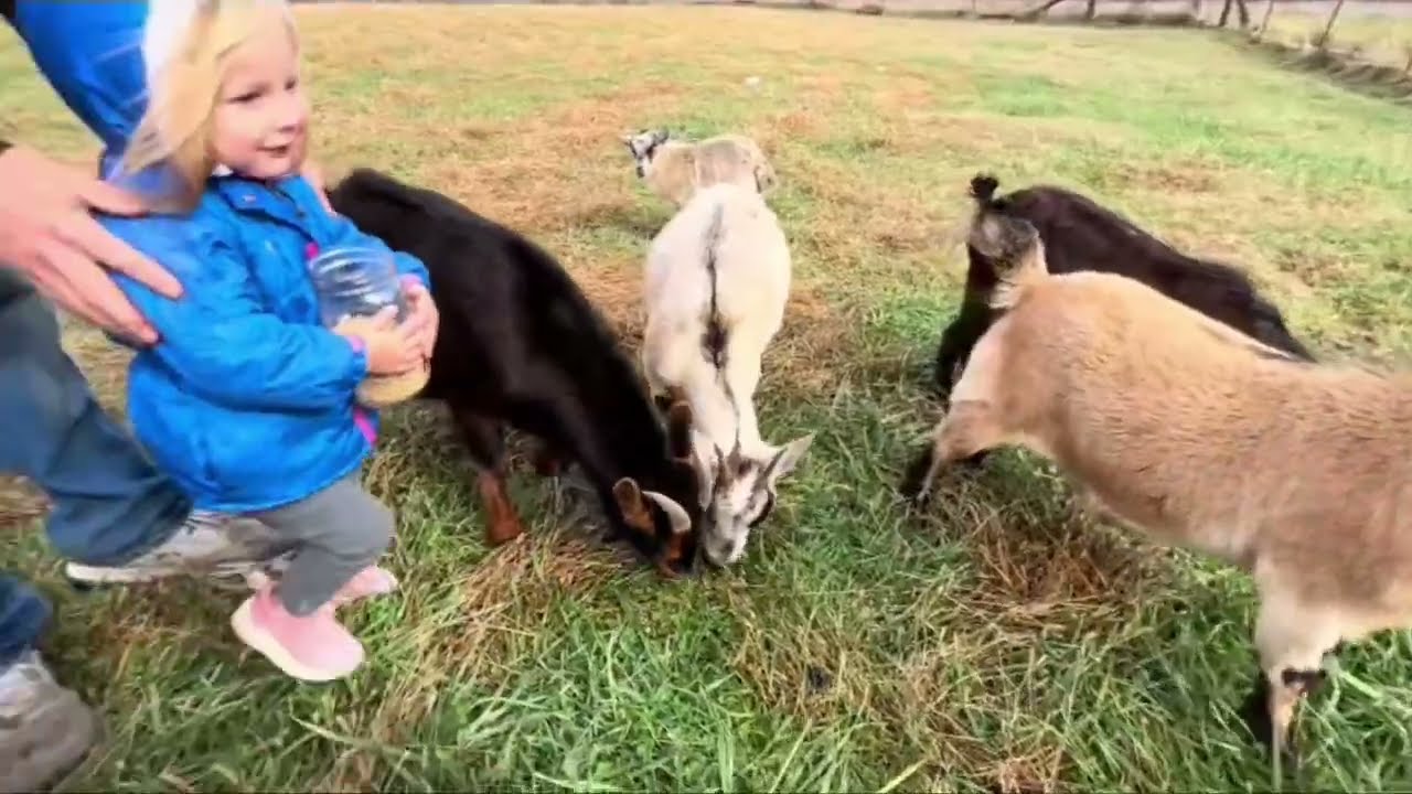 Kids Feeding the Goats… Adorably Chaotic