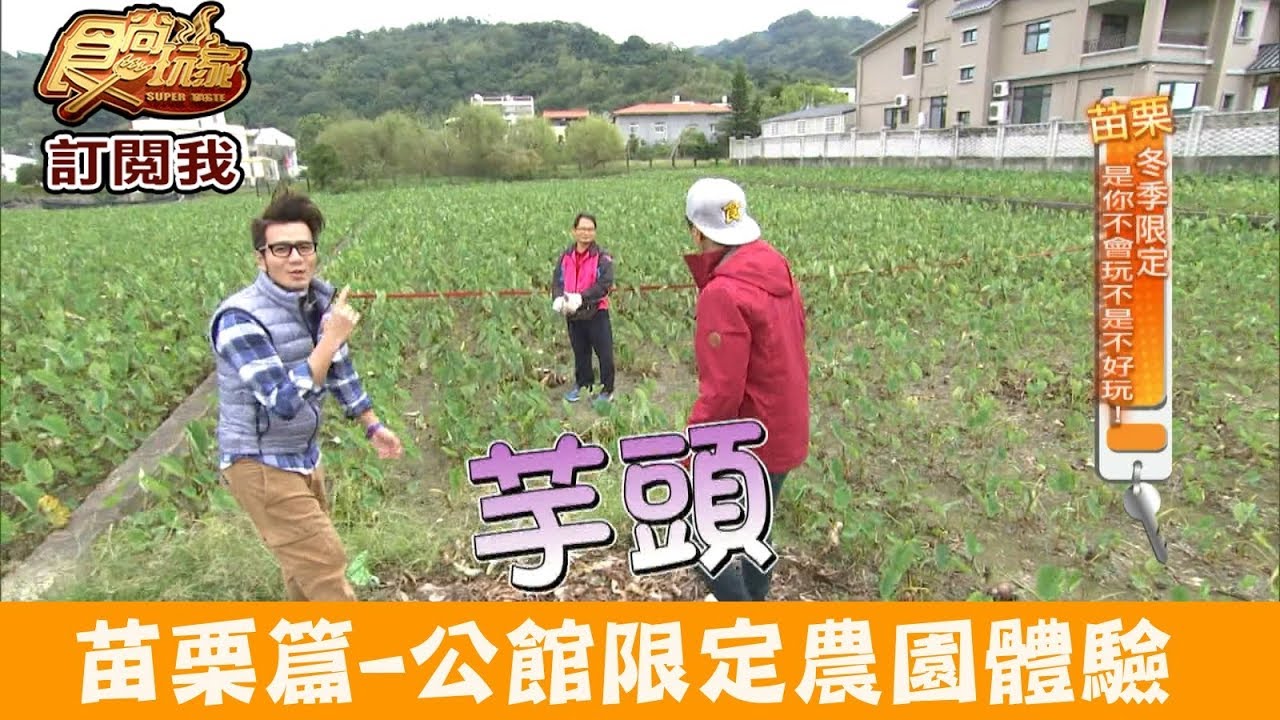 【苗栗】公館冬季限定「體驗採芋頭」茅鄉亭(福星社區)旅遊服務中心 食尚玩家
