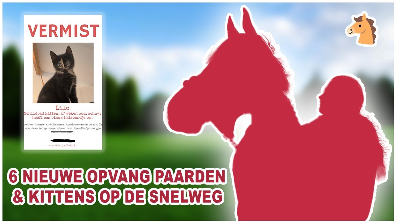 Onze KITTENS lopen op de SNELWEG & 6 nieuwe PAARDEN! || VLOG Paardzoektbaas