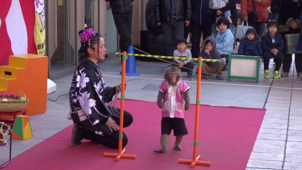 日光猿軍団　猿回し20190104