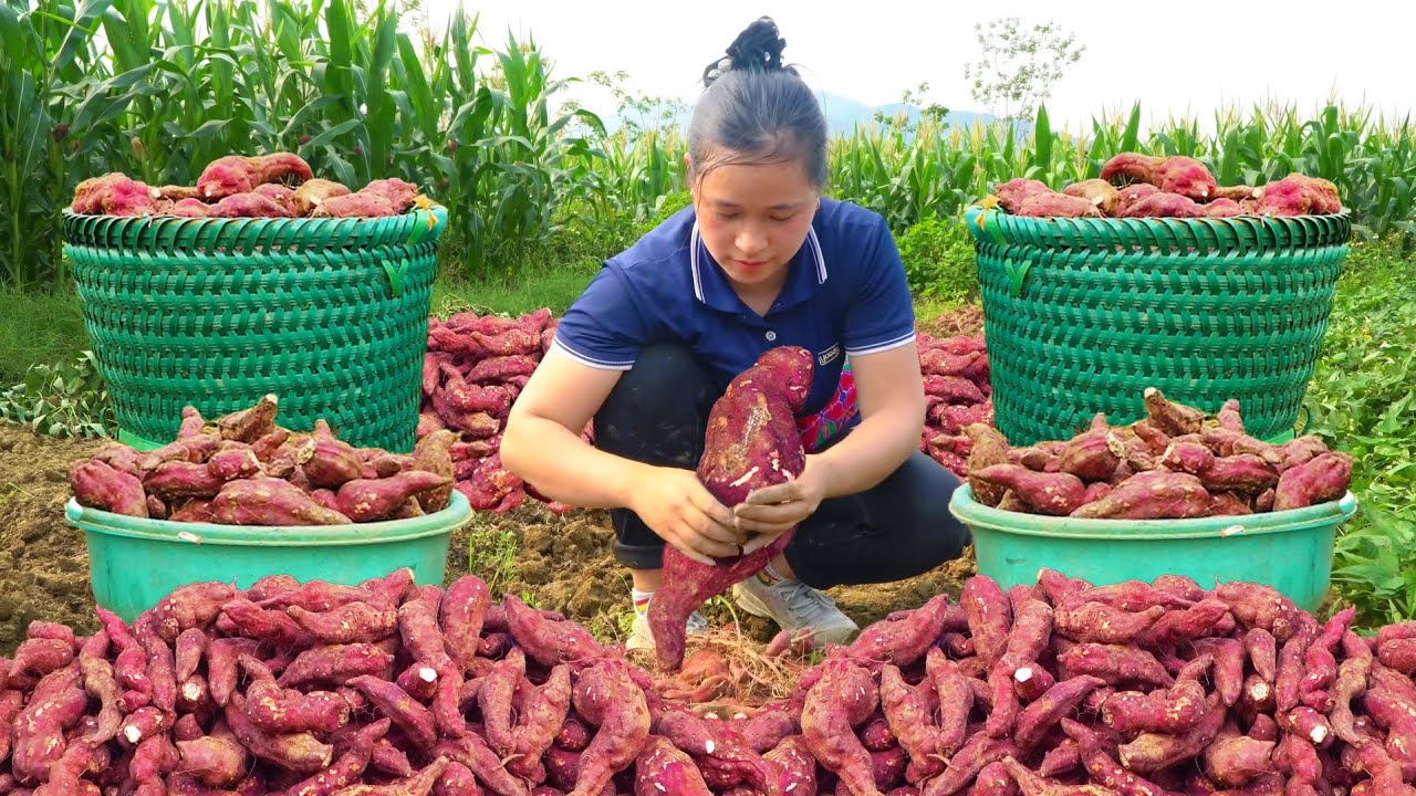 How to Harvest Sweet Potatoes and sell them at the market | LTC - Free Bushcraft
