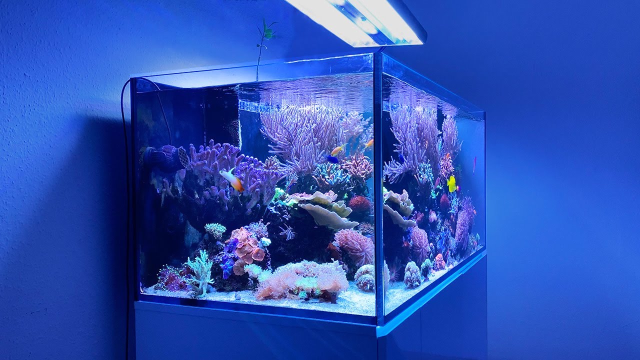 Хорошая модернизация РИФ-ТАНКА — 500-литровый Aqua Medic Armatus 500 XD