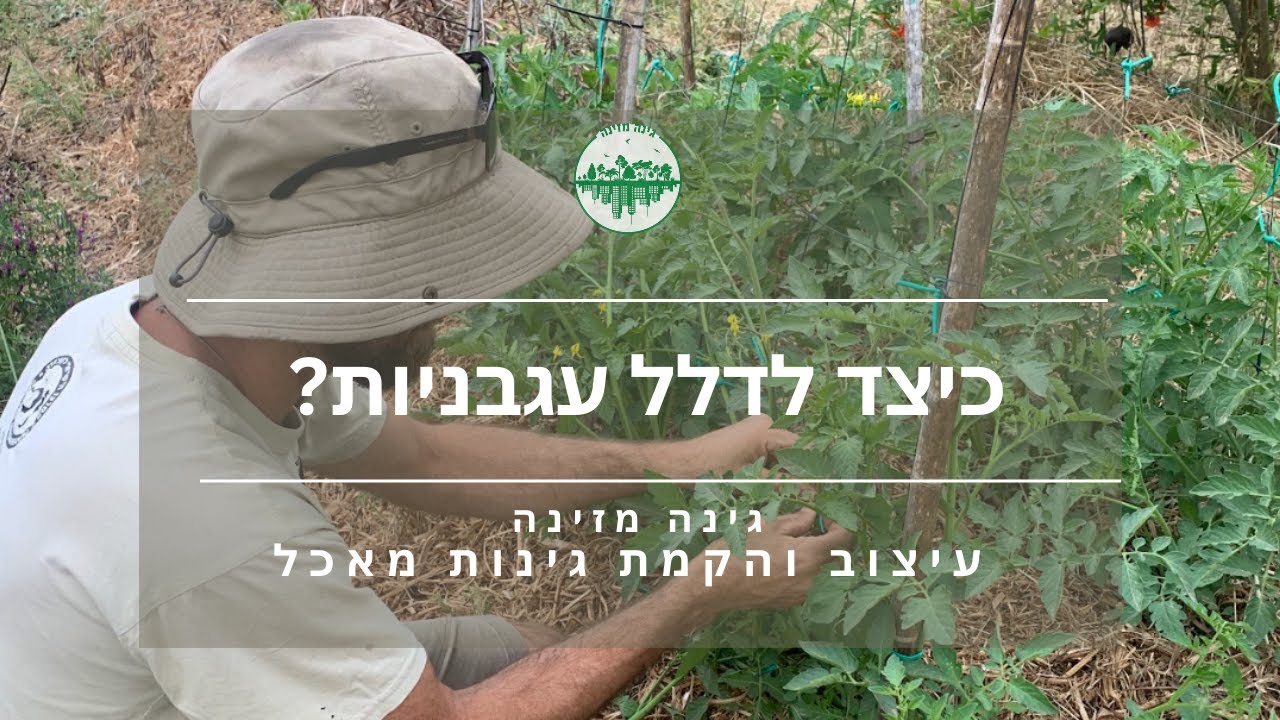 כיצד לדלל  עגבניות?