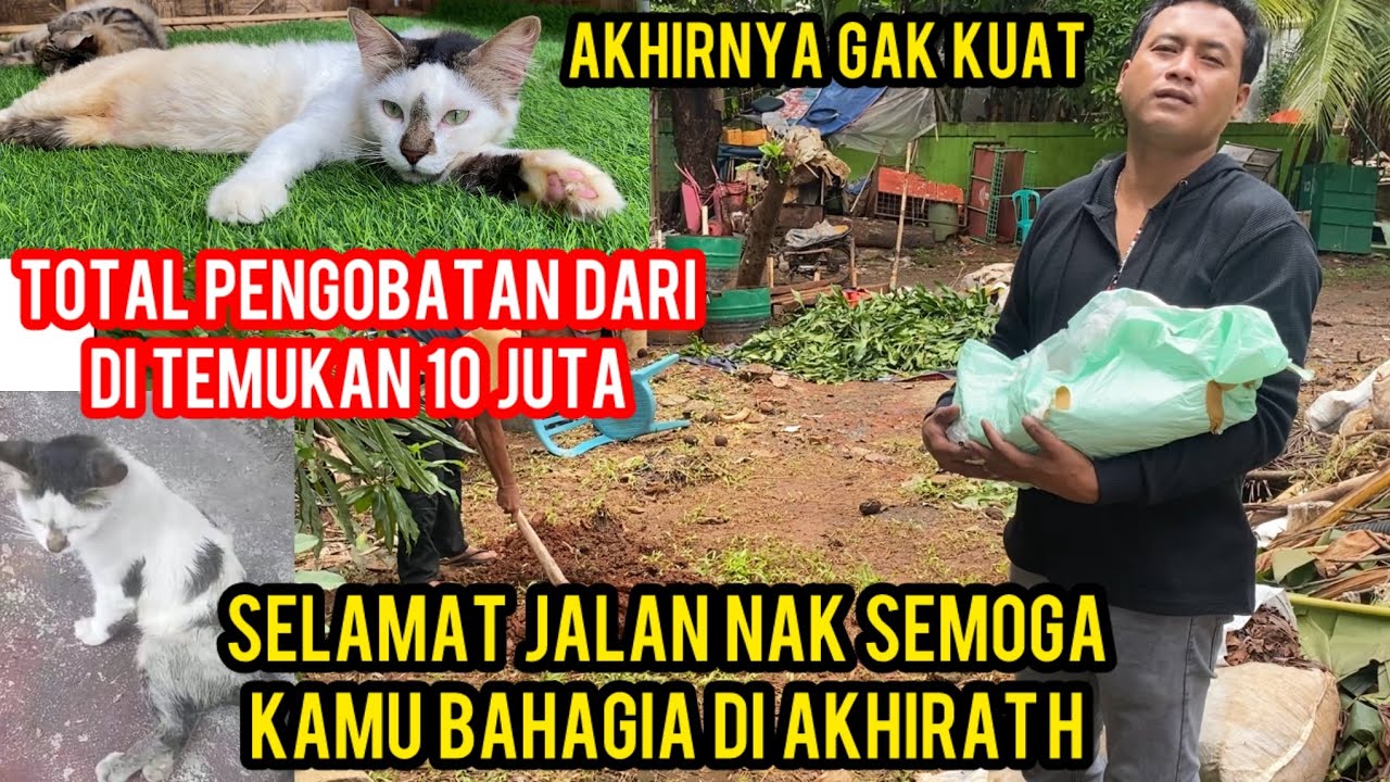 Kucing Special Sudah Di Anggap Seperti Anak Sendiri Maah Meninggal Dunia..‼️
