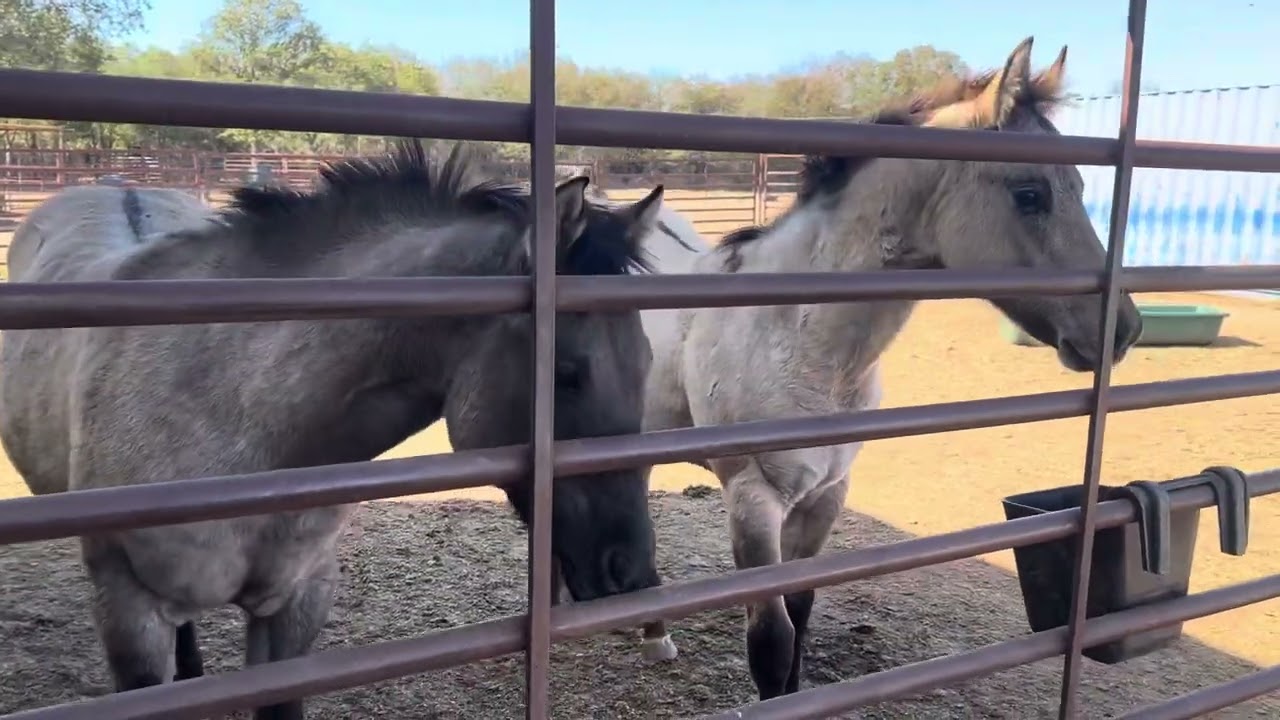 Weaning foals is tough on everyone