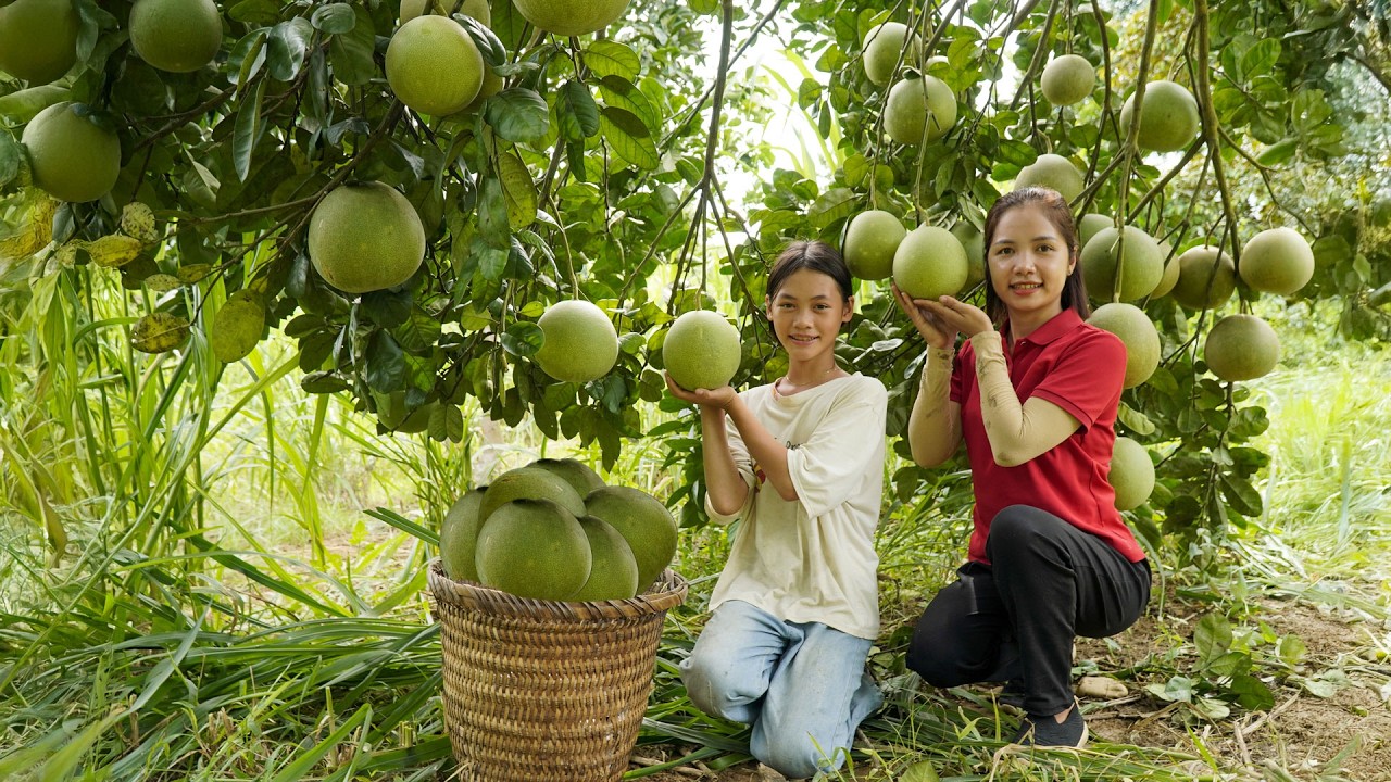 Harvesting GIANT Pomelos in Nature &ndash; Fun Farm Day | Hana Daily Life 686