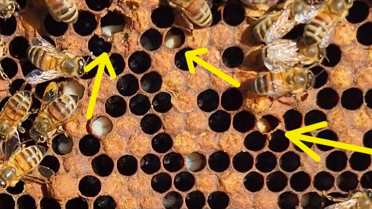 European Foulbrood, a springtime disease, better nutrition needed