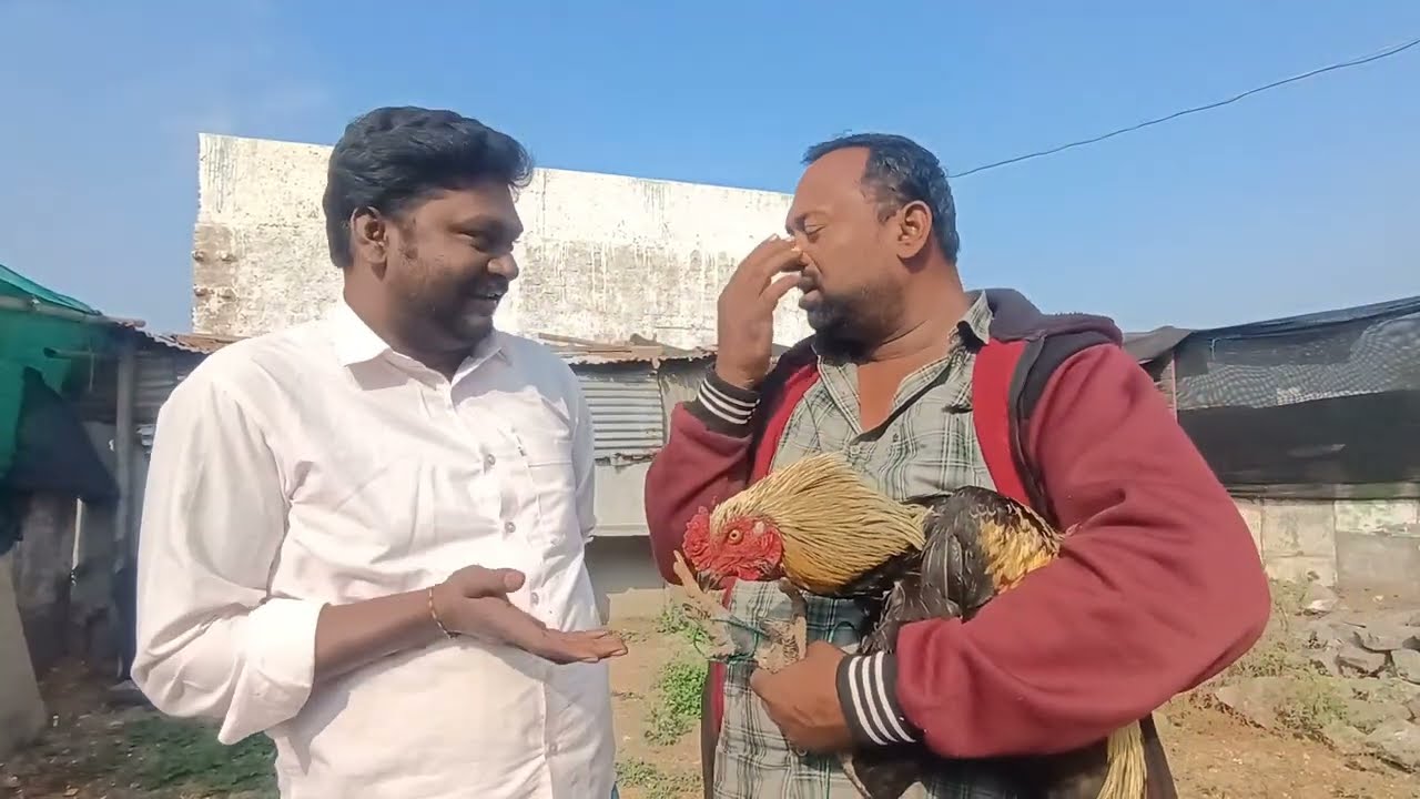 నా పందెంకోడి ఎక్కడ #comedy #comedyfilms #villagecomedyshow