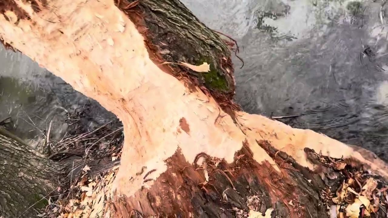 Prírodná pamiatka Nitrica-keď kusok za humnom máme prírodnú rezerváciu